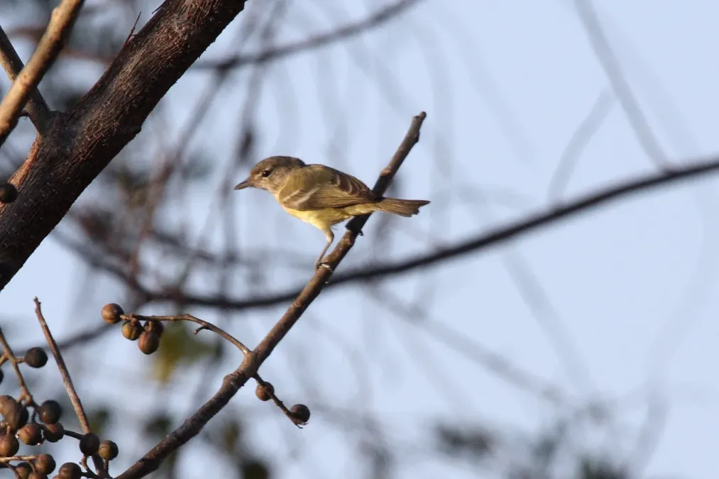File:Bells Vireo (Vireo bellii bellii) (3483335599).jpg