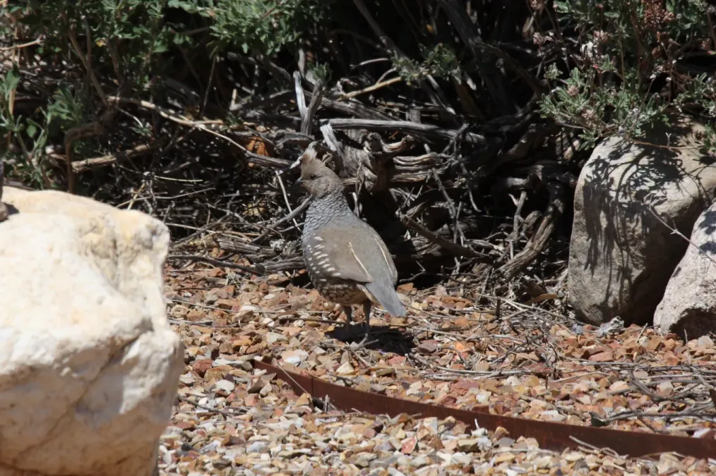 File:Scaled Quail (Callipepla squamata) (3483330449).jpg