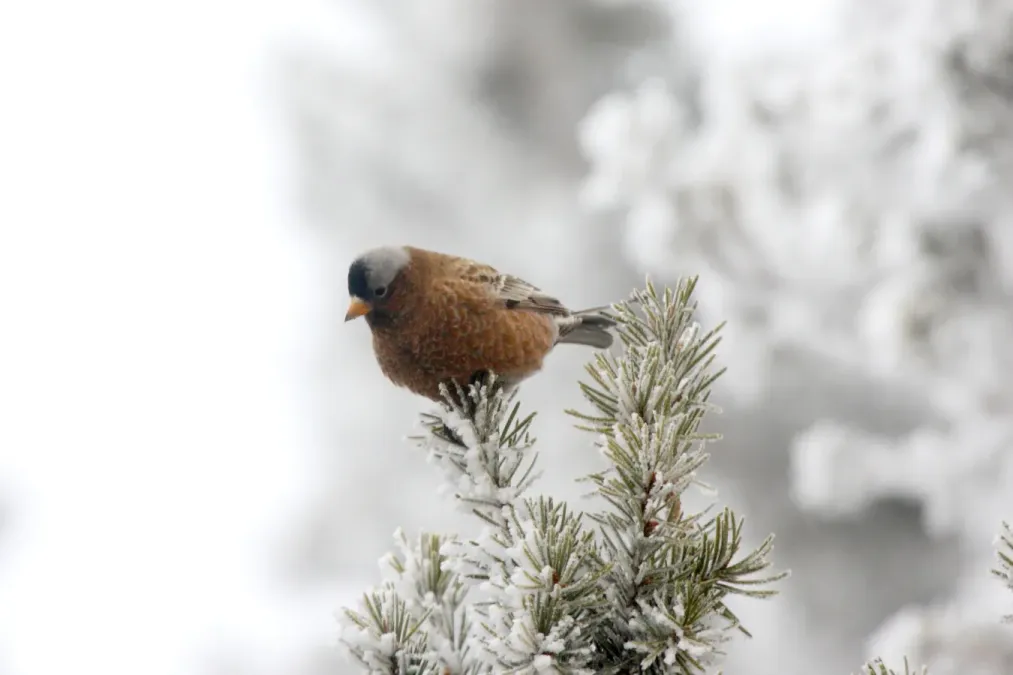 File:Gray-crowned Rosy-finch (Leucosticte tephrocotis) (3399951360).jpg