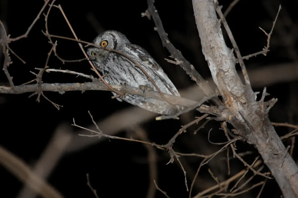 File:Western Screech-Owl (Megascops kennicottii) (3399903826).jpg