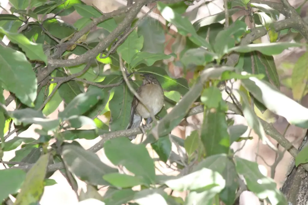 File:White-throated Thrush (Turdus assimilis) (3324480200).jpg