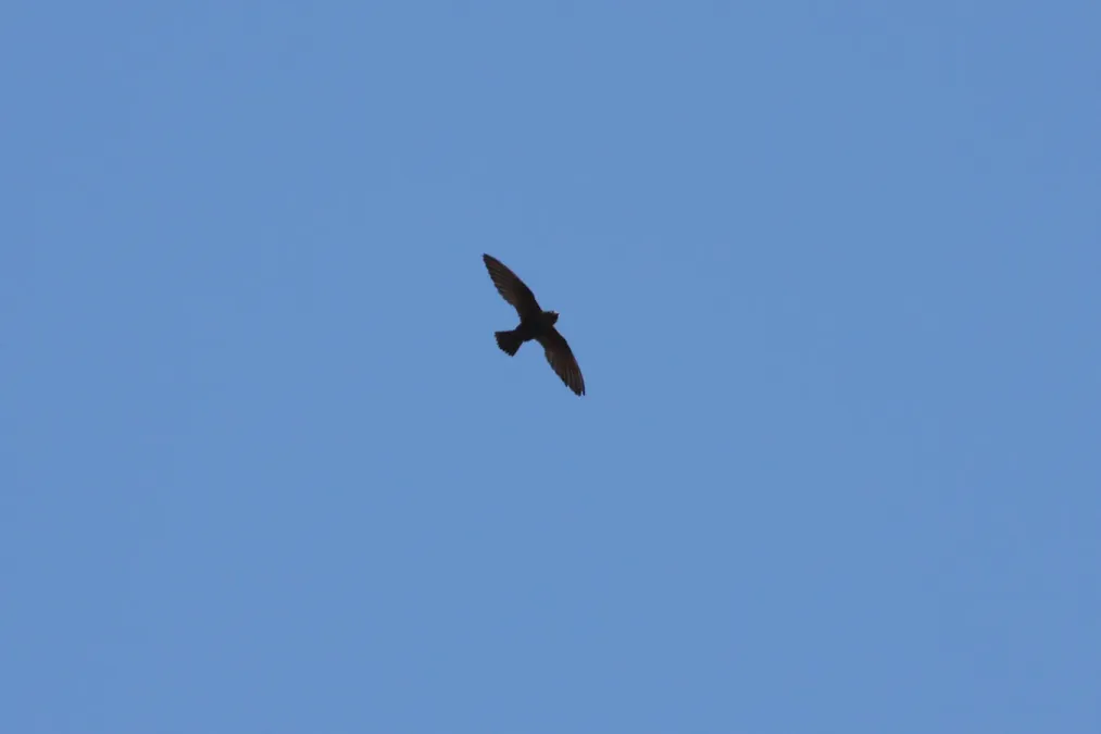 File:White-naped Swift (Streptoprocne semicollaris) (3323637685).jpg
