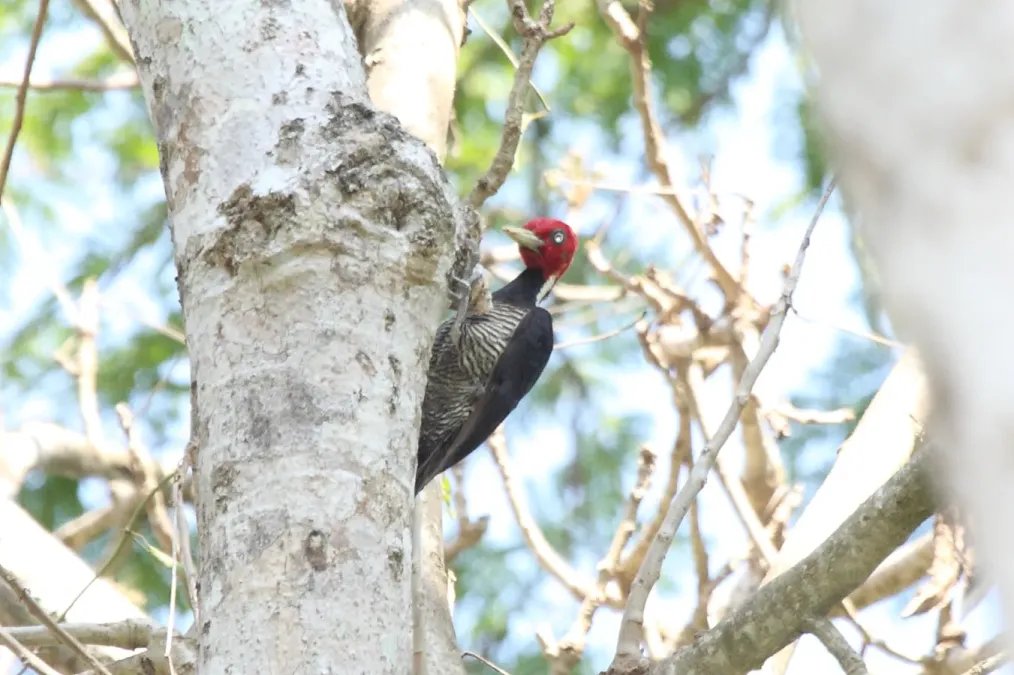 File:Pale-billed Woodpecker (Campephilus guatemalensis) (3324474176).jpg