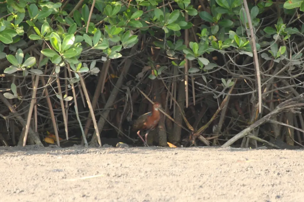 File:Rufous-necked Wood-rail (Aramides axillaris) (3323635961).jpg