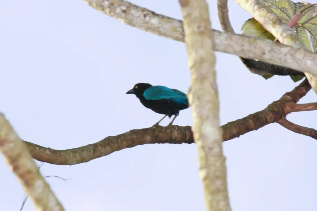 File:San Blas Jay (Cyanocorax sanblasianus) (3323626471).jpg