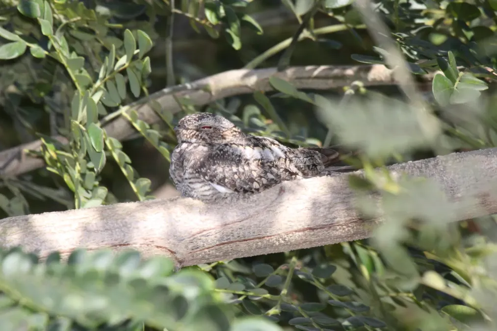 File:Lesser Nighthawk (Chordeiles acutipennis) (3323630043).jpg