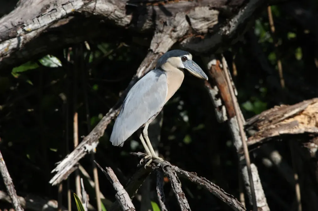 File:Boat-billed Heron (Cochlearius cochlearius) (3324460856).jpg