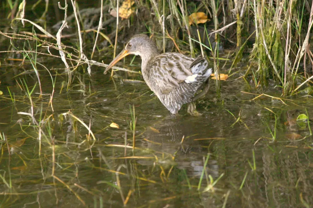 File:Clapper Rail (Rallus crepitans) (3203468825).jpg