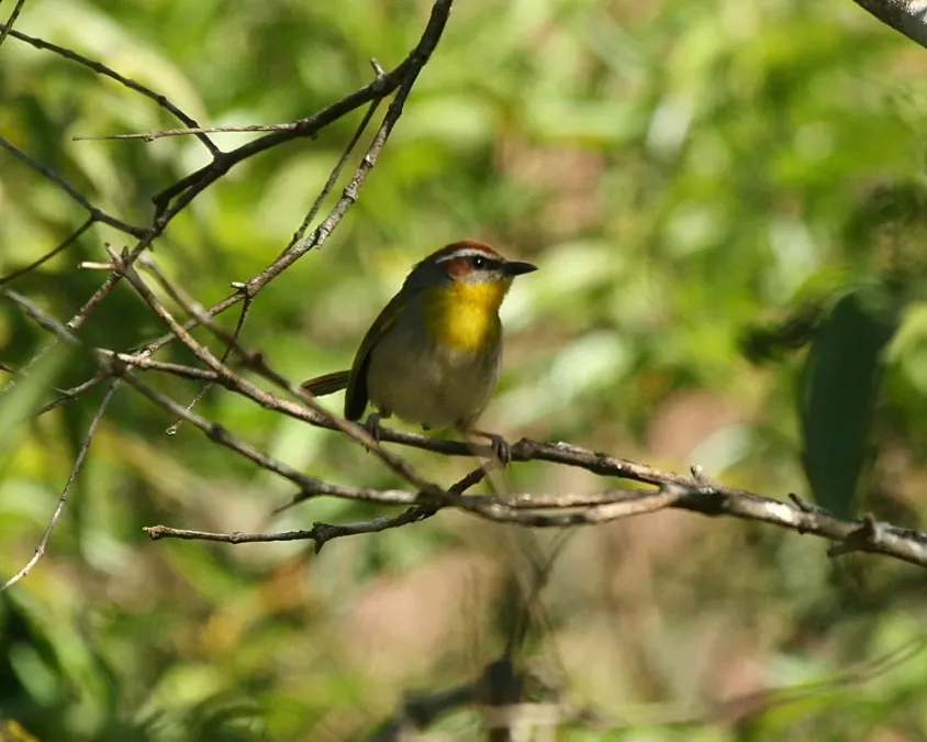 File:Rufous-capped Warbler (Basileuterus rufifrons) (2554156223).jpg