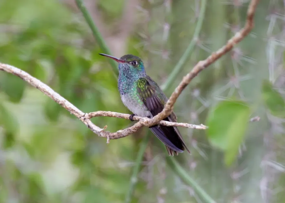 File:Honduran Emerald (Amazilia luciae) (2495402213).jpg