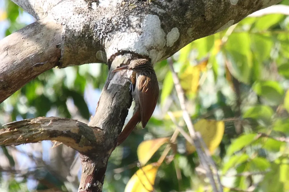 File:Ivory-billed Woodcreeper (Xiphorhynchus flavigaster) (2395568819).jpg