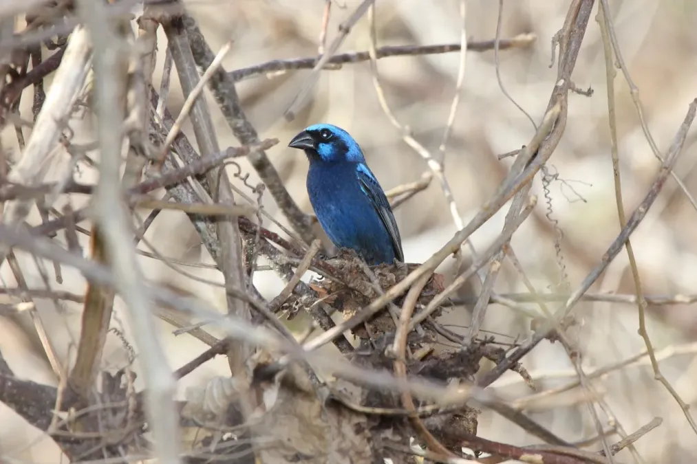 File:Blue Bunting (Cyanocompsa parellina) (2396377624).jpg
