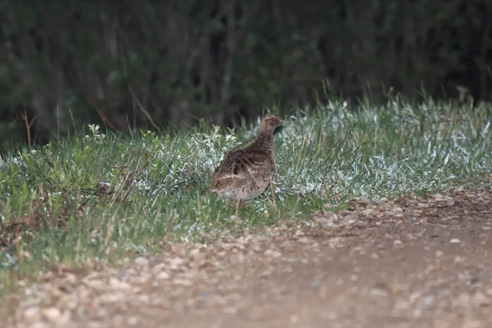 File:Sharp-tailed Grouse (Tympanuchus phasianellus) (3585838048) (2).jpg