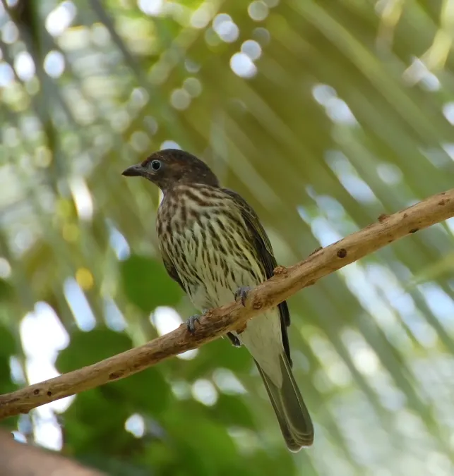 File:Australasian Figbird (Sphecotheres vieilloti) (6957152937).jpg