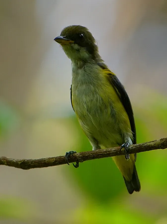File:Dicaeum aureolimbatum (juv.).JPG