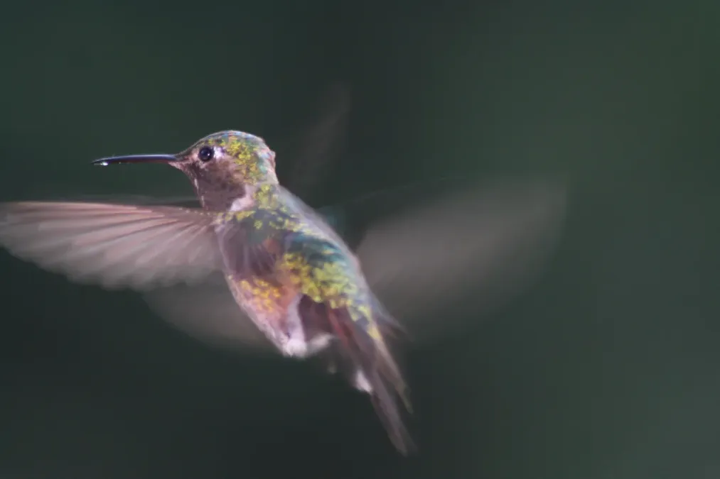 File:Broad-tailed Hummingbird male, in flight; Selasphorus platycercus.JPG