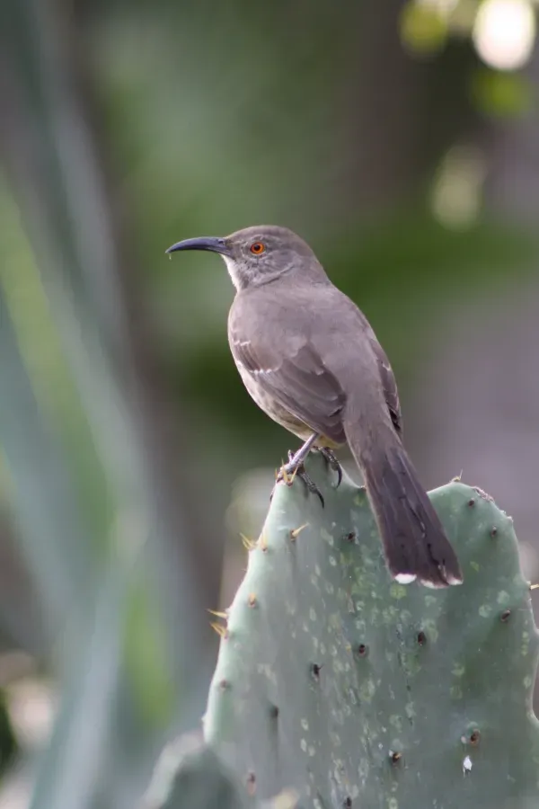 File:Curve-billed Thrasher, Toxostoma curvirostre; South TX on cactus 02.jpg