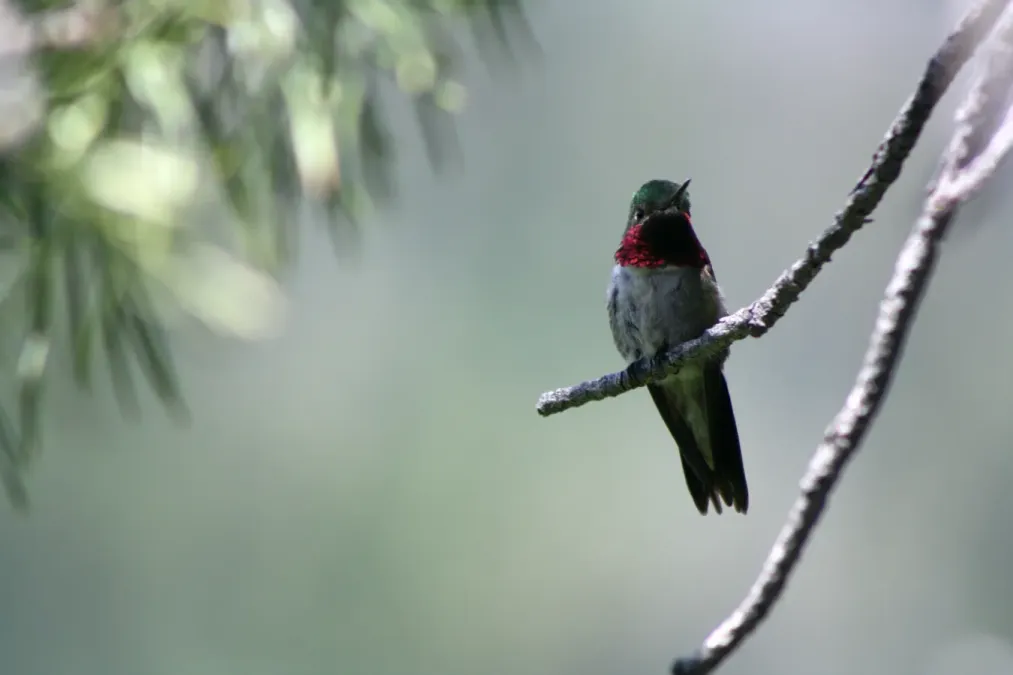 File:Broad tailed hummingbird, Selasphorus platycercus; front.jpg