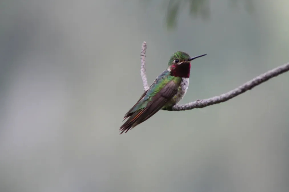 File:Broad tailed hummingbird, Selasphorus platycercus; side gorget.JPG
