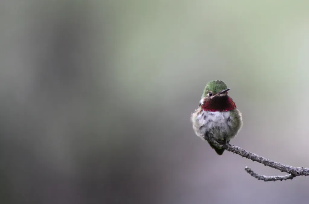 File:Broad tailed hummingbird, Selasphorus platycercus; tiny 01.jpg