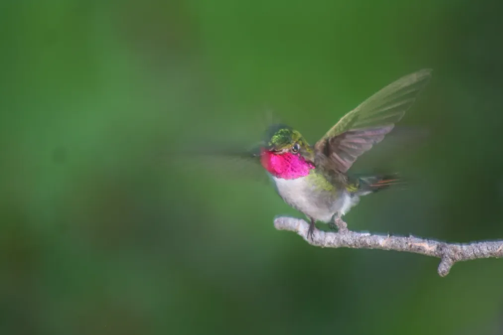 File:Broad-tailed hummingbird, Selasphorus platycercus; almost take-off.JPG