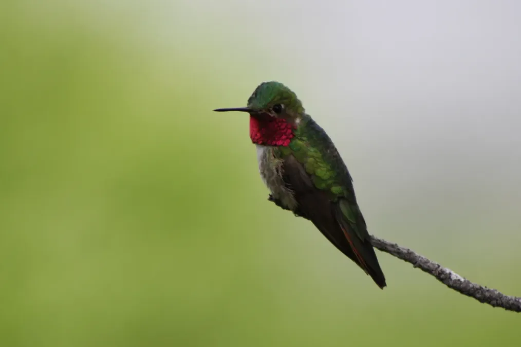 File:Broad-tailed hummingbird, Selasphorus platycercus; territorial.jpg