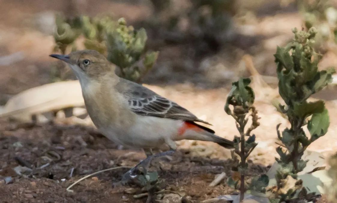 File:Epthianura tricolor -Karratha, Pilbara, Western Australia, Australia -female-8.jpg
