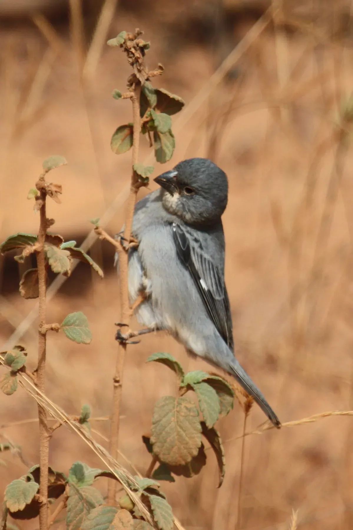 File:Sporophila plumbea -Cerrado, Brazil-8.jpg