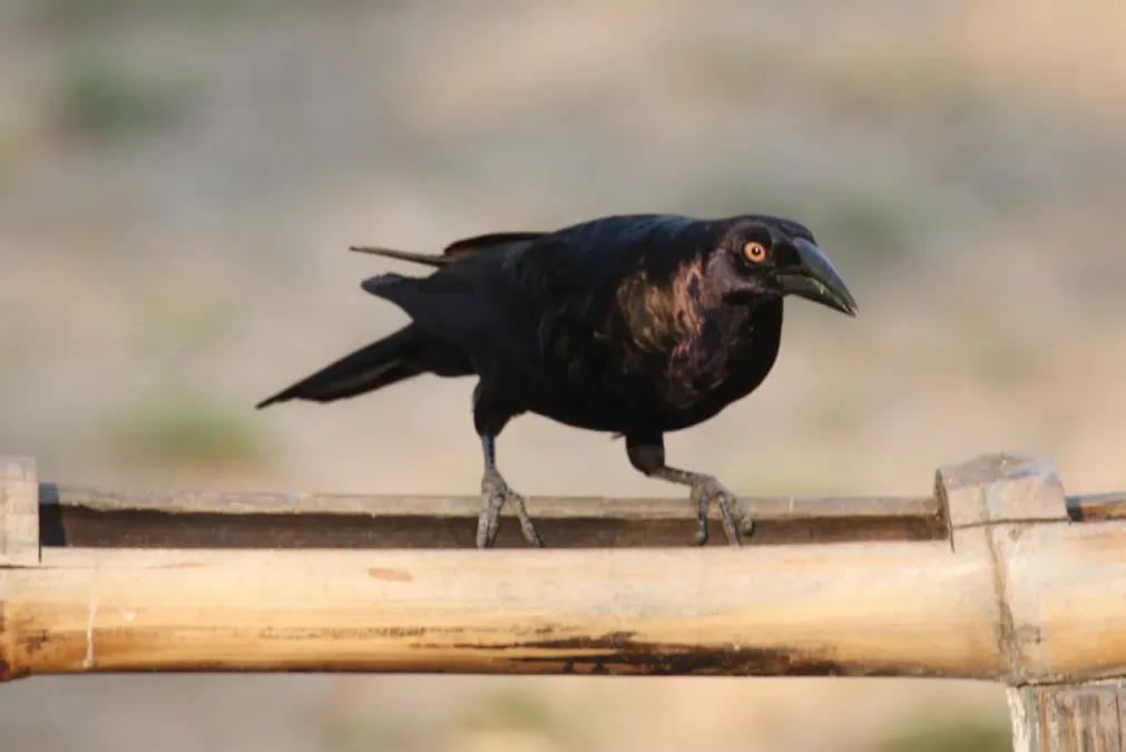 File:Molothrus oryzivorus.jpg