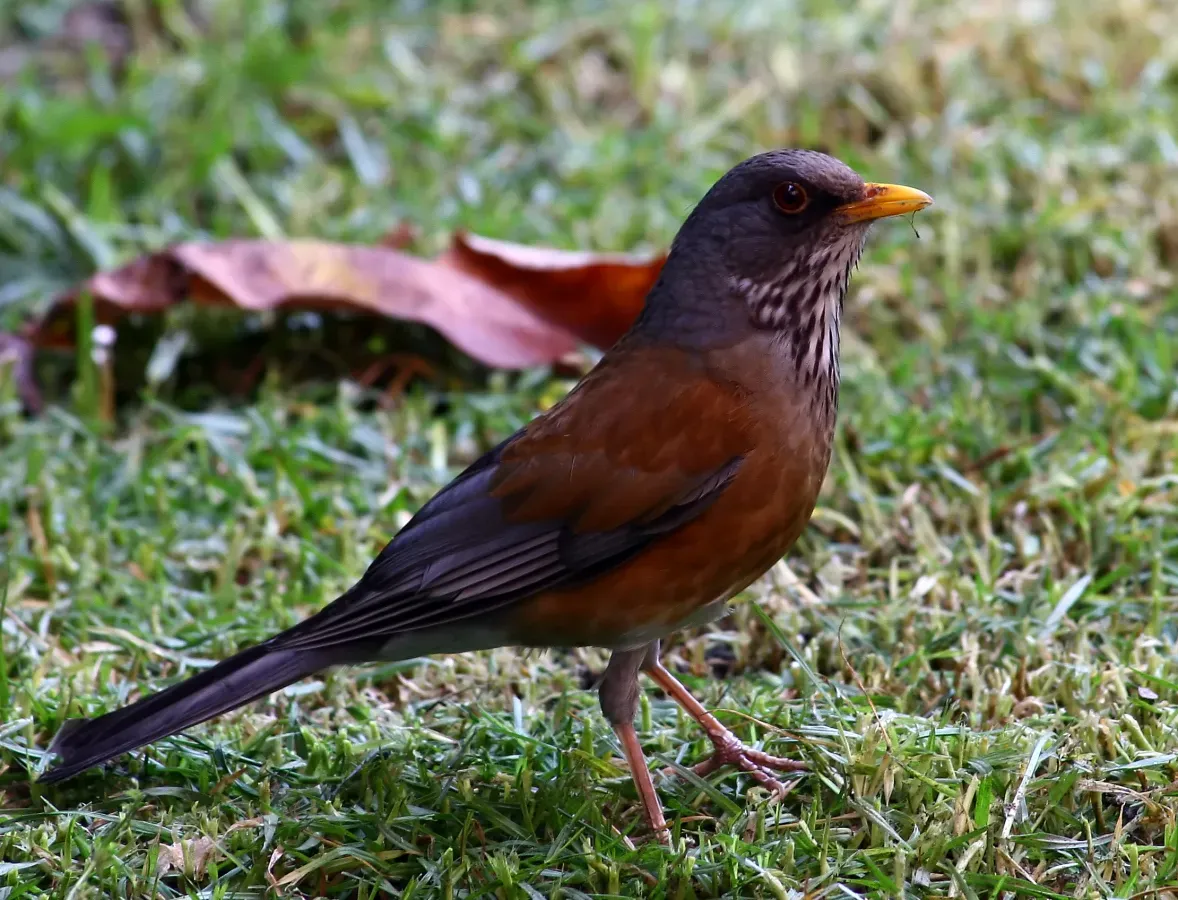 File:Turdus rufopalliatus.jpg