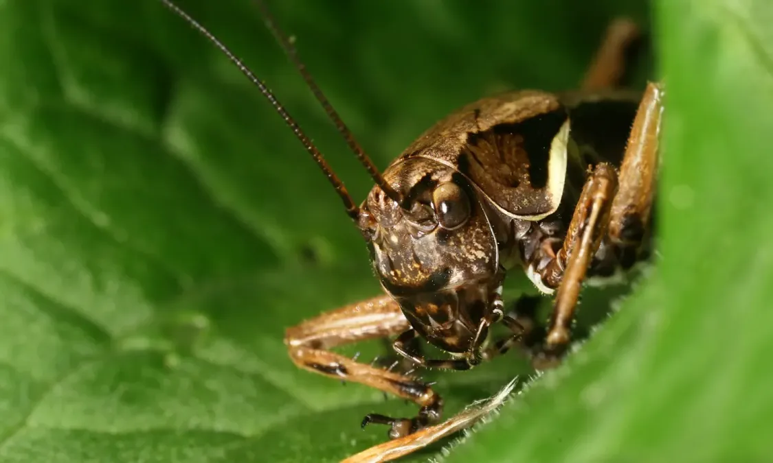 File:Ensifera left front.jpg