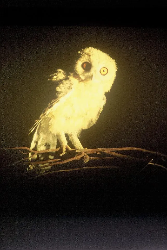 File:PikiWiki Israel 21595 Strix hadorami - Ein Gedi.jpg