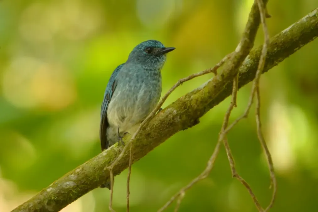 File:Eumyias panayensis female.JPG