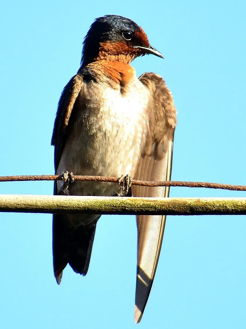 File:Hirundo tahitica javanica.JPG