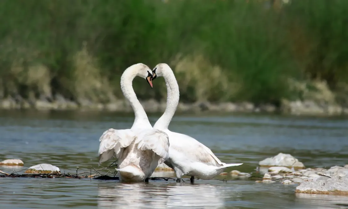 File:Cygnus olor flirt edit.jpg