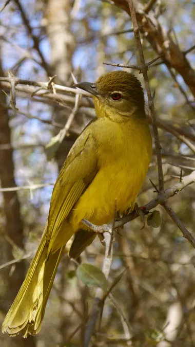 File:Chlorocichla flaviventris (16).JPG