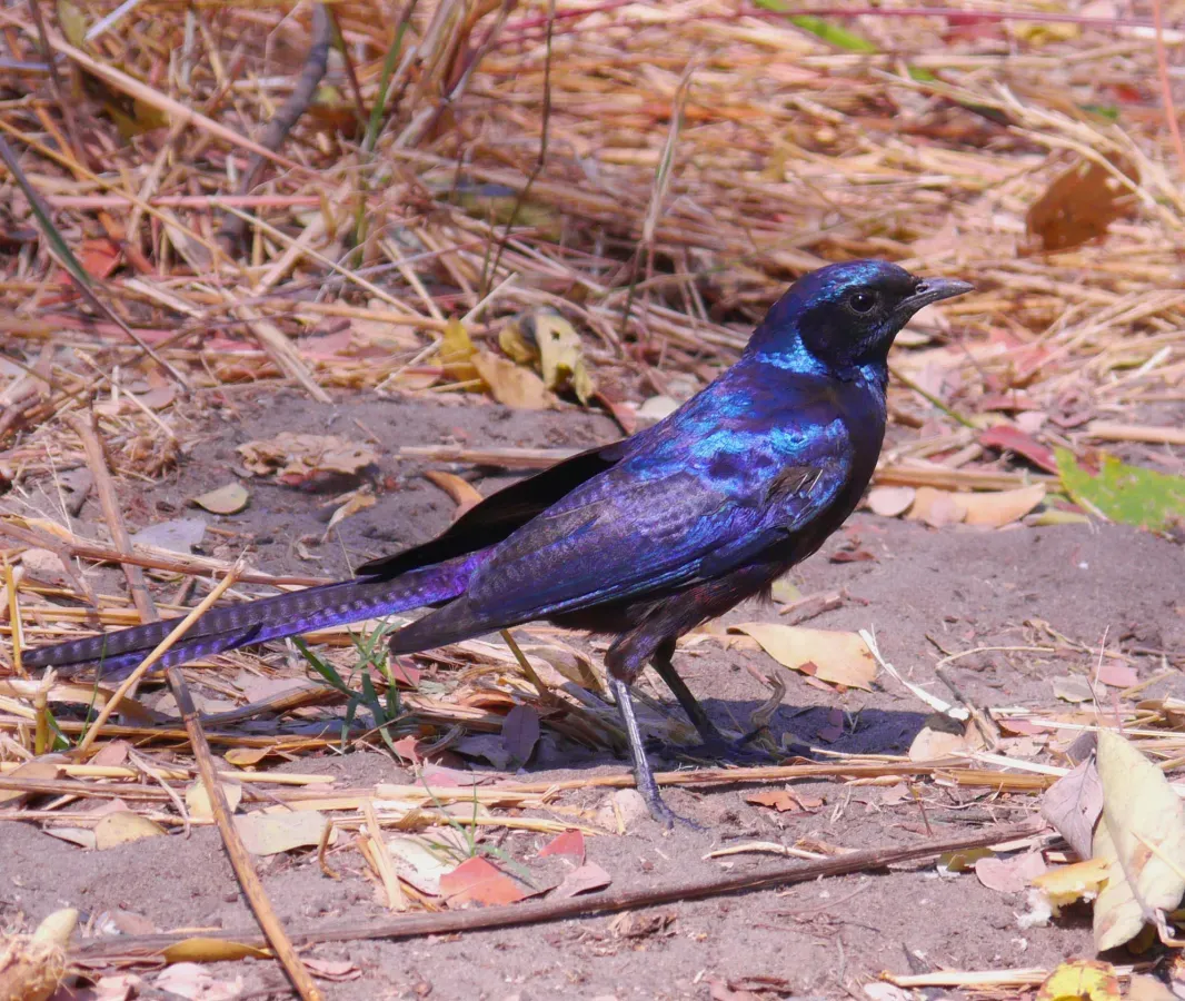 File:Lamprotornis mevesii 240.jpg