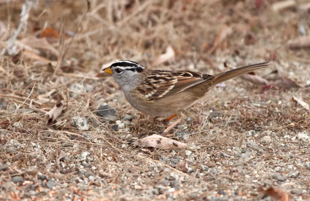 File:Zonotrichia leucophrys at Owl Canyon, Bodega Bay.jpg