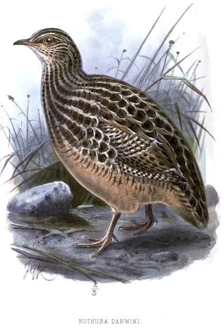 File:NothuraDarwiniiKeulemans.jpg