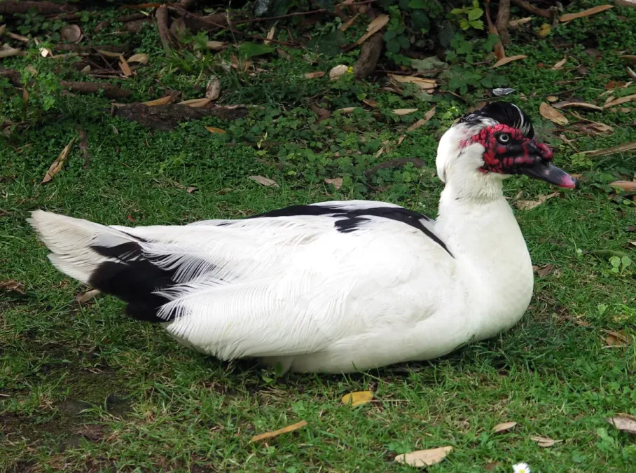 File:Cairina moschata-2.jpg