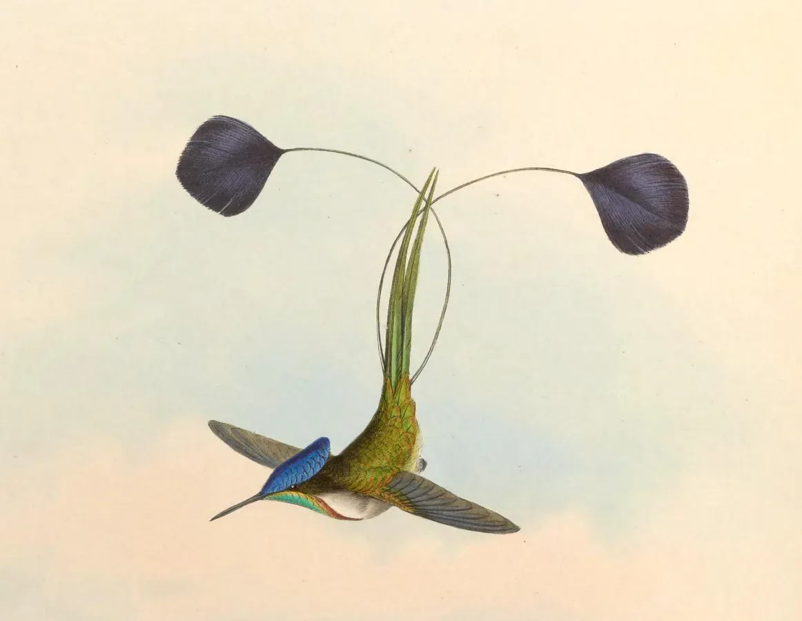 File:Loddigesia mirabilis - Gould Troch. pl. 161 (detail).jpg