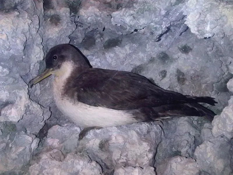 File:Ma - Puffinus yelkouan.jpg