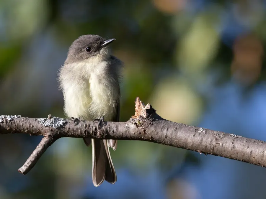 File:Sayornis phoebe -Madison, Wisconsin, USA-8.jpg