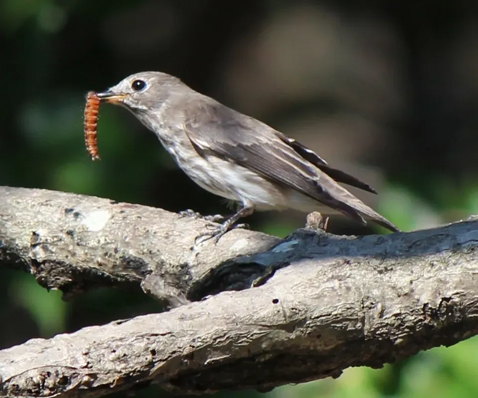 File:Muscicapa griseisticta eating insect.JPG