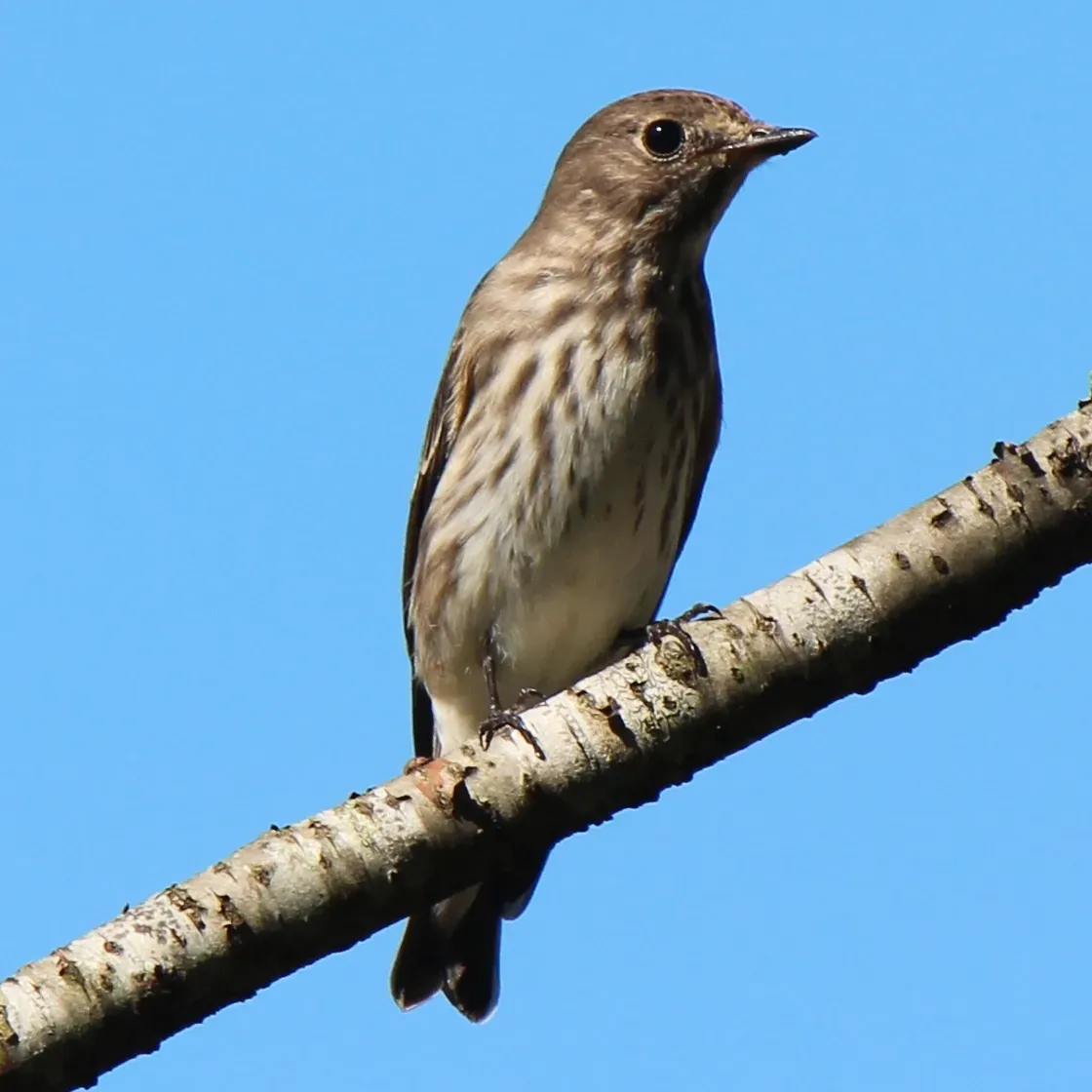 File:Muscicapa griseisticta a2.JPG