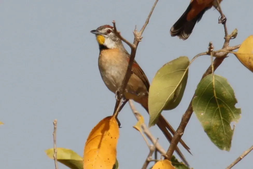 File:Schoeniophylax phryganophilus -Mato Grosso do Sul, Brazil-8.jpg