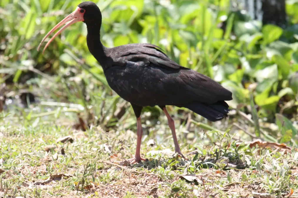 File:Phimosus infuscatus -Mato Grosso do Sul, Brazil-8.jpg
