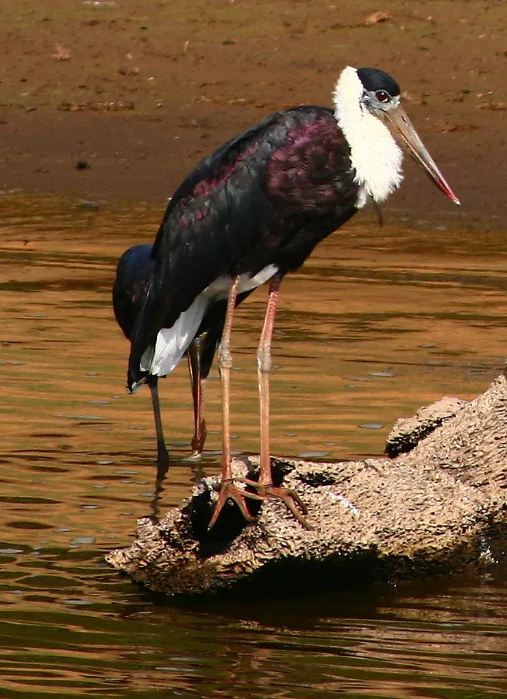 File:White necked stork (Ciconia episcopus) 21-Mar-2007 7-37-51 AM 21-Mar-2007 7-37-52.JPG