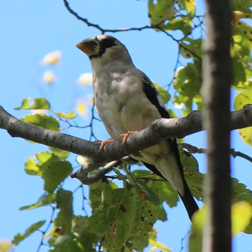 File:Eophona personata personata.JPG