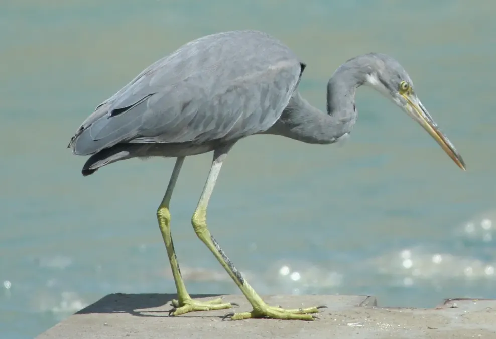 File:Western Reef heron (Egretta gularis).JPG